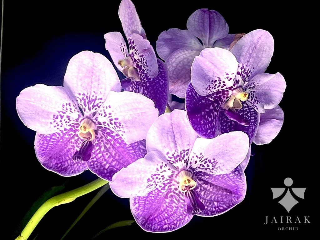 Vanda General Prinya