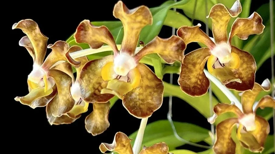 vanda+brunnea+%27umphang%27.jpg