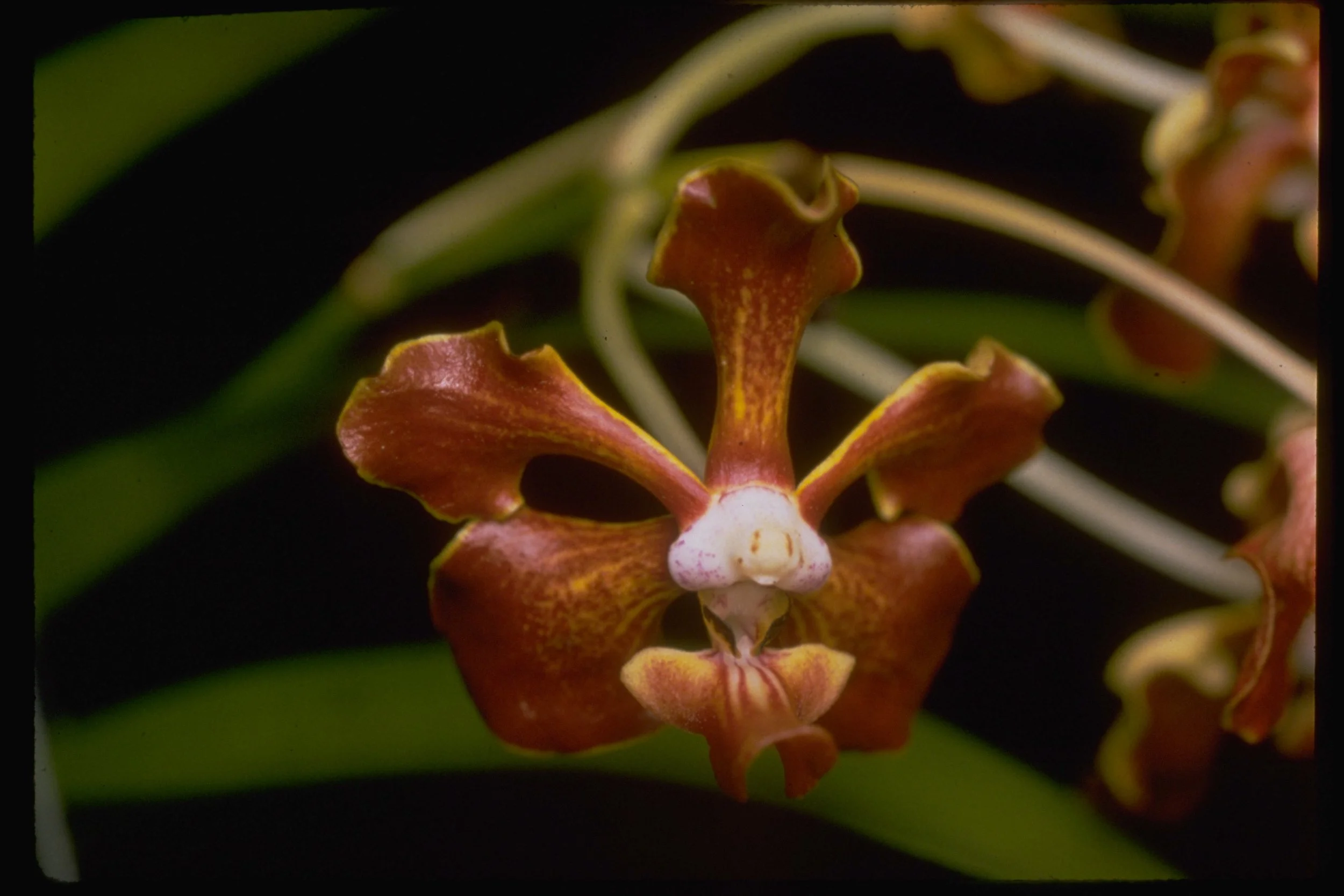 Vanda merrillii
