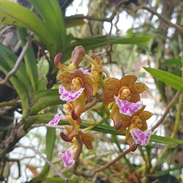 Vanda flabellata