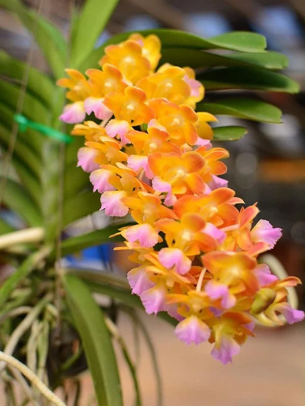 Aeridovanda Bangkok Star
