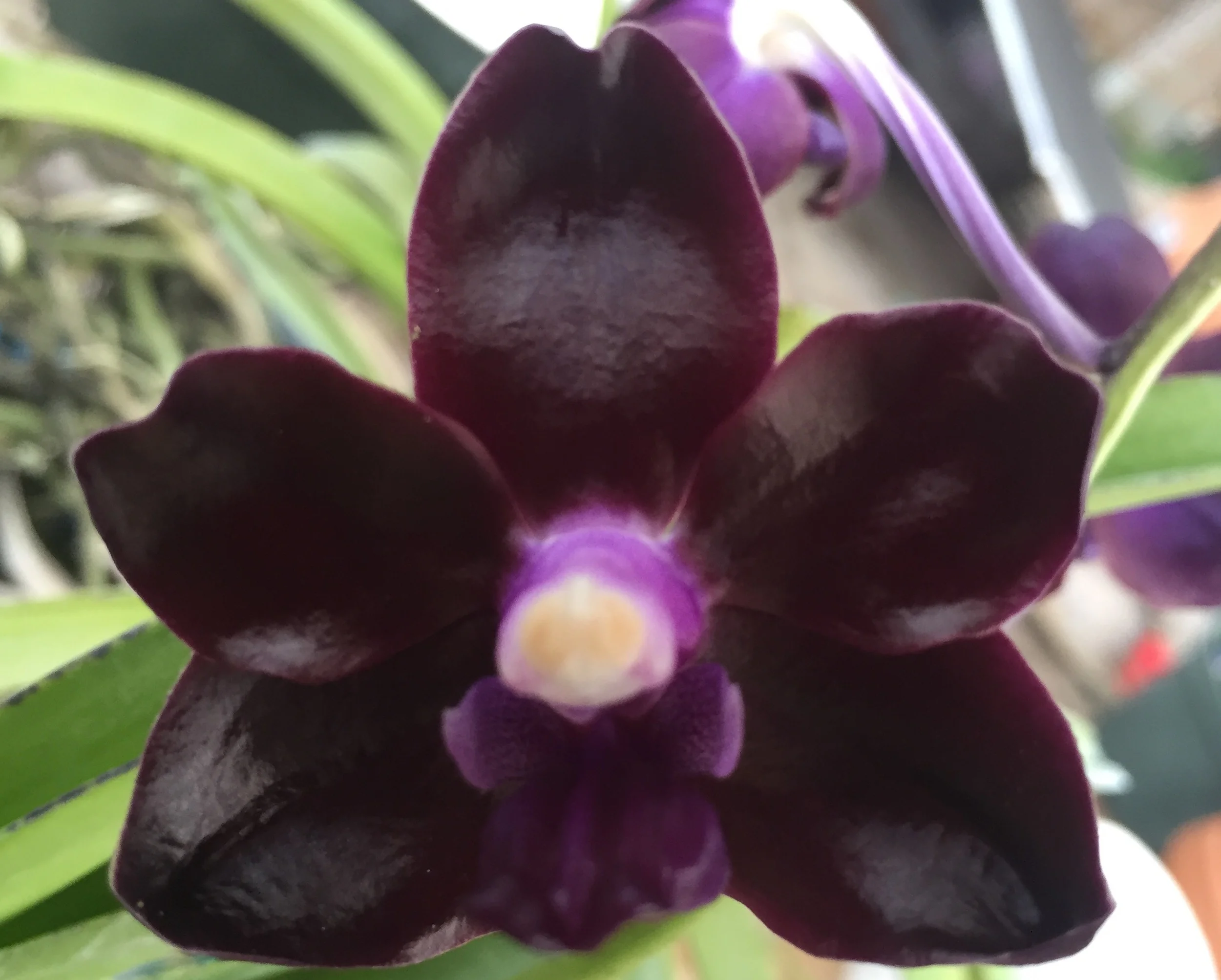 Vanda tessellata x Vanda Mary Motes