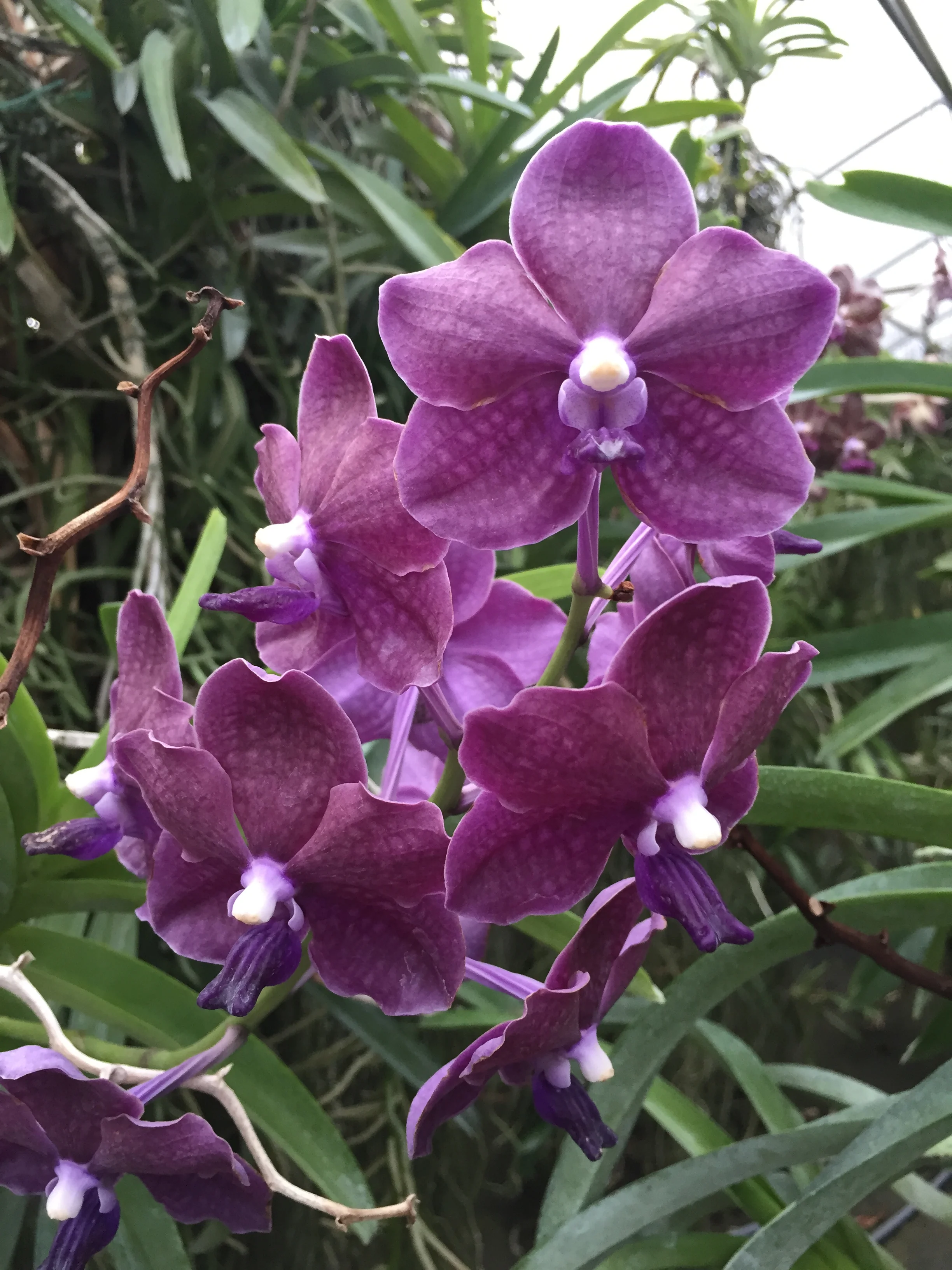 V. tessellata x V. John de Biase