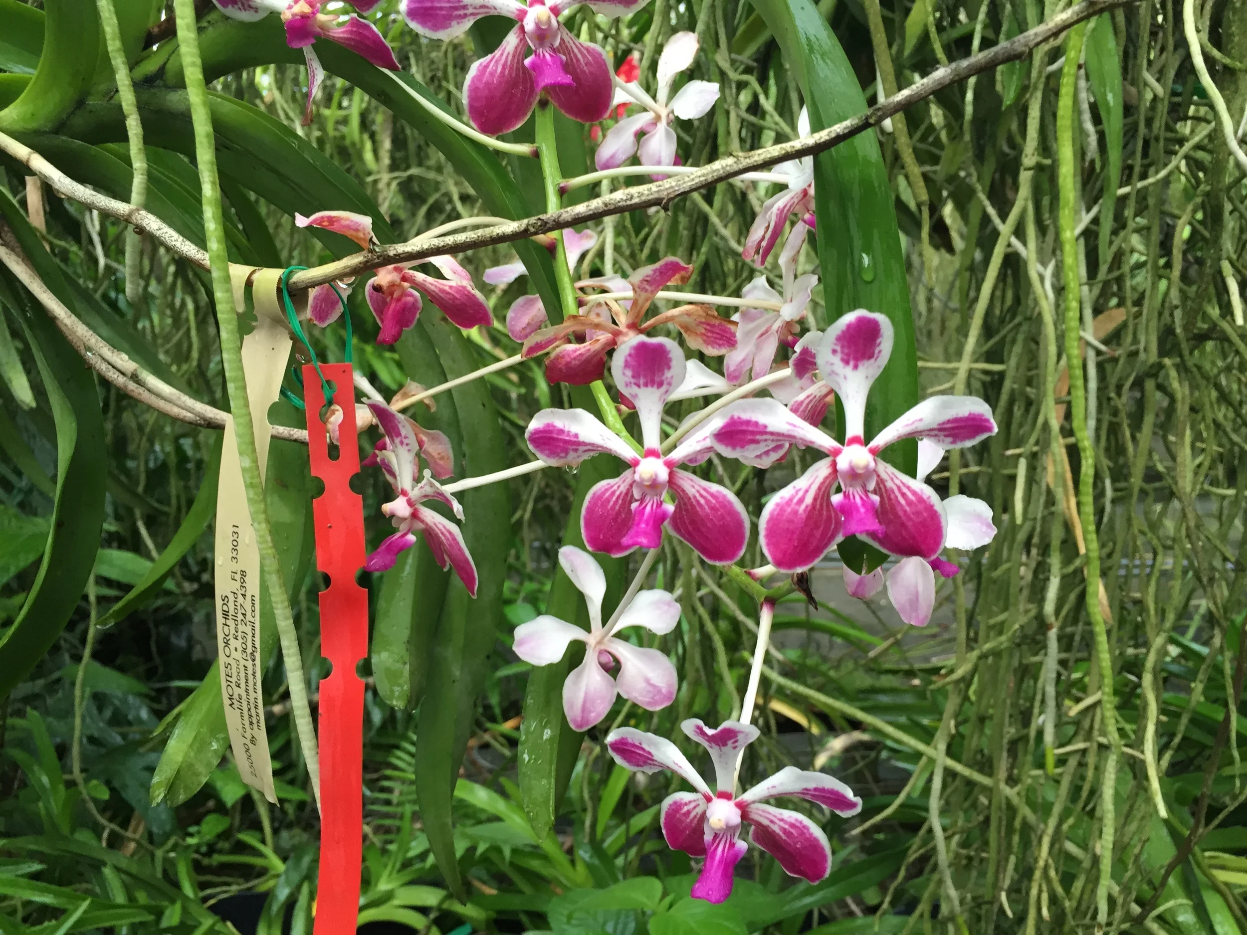 Vanda Loke