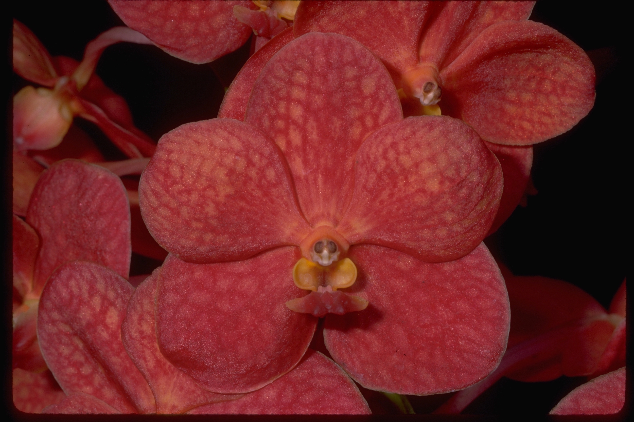 V. Motes Flamboyant 'Poinciana'