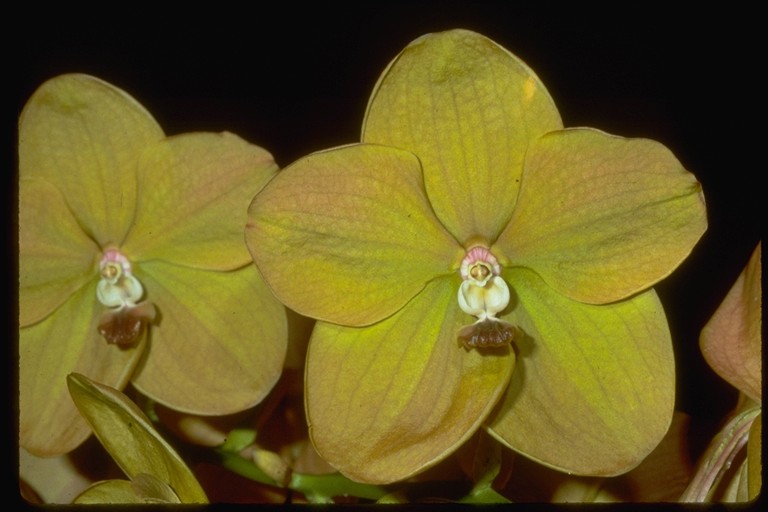 Vanda Motes Butterscotch