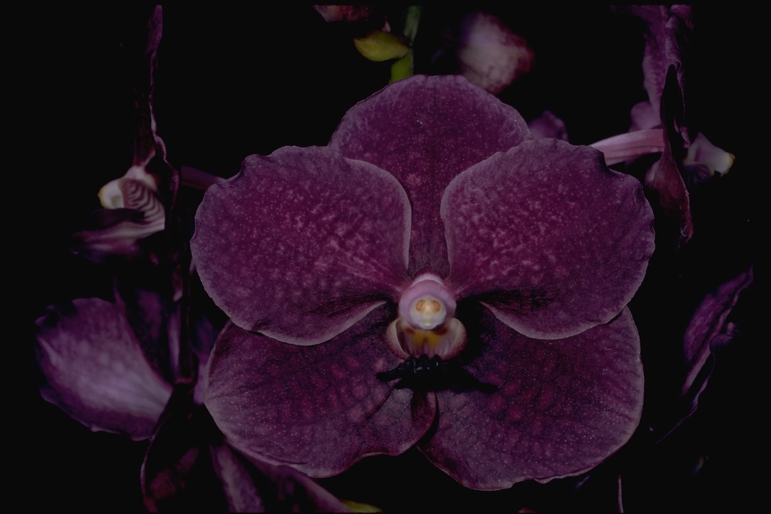 Cold Temperature Tolerance Of Different Orchids Motes Orchids