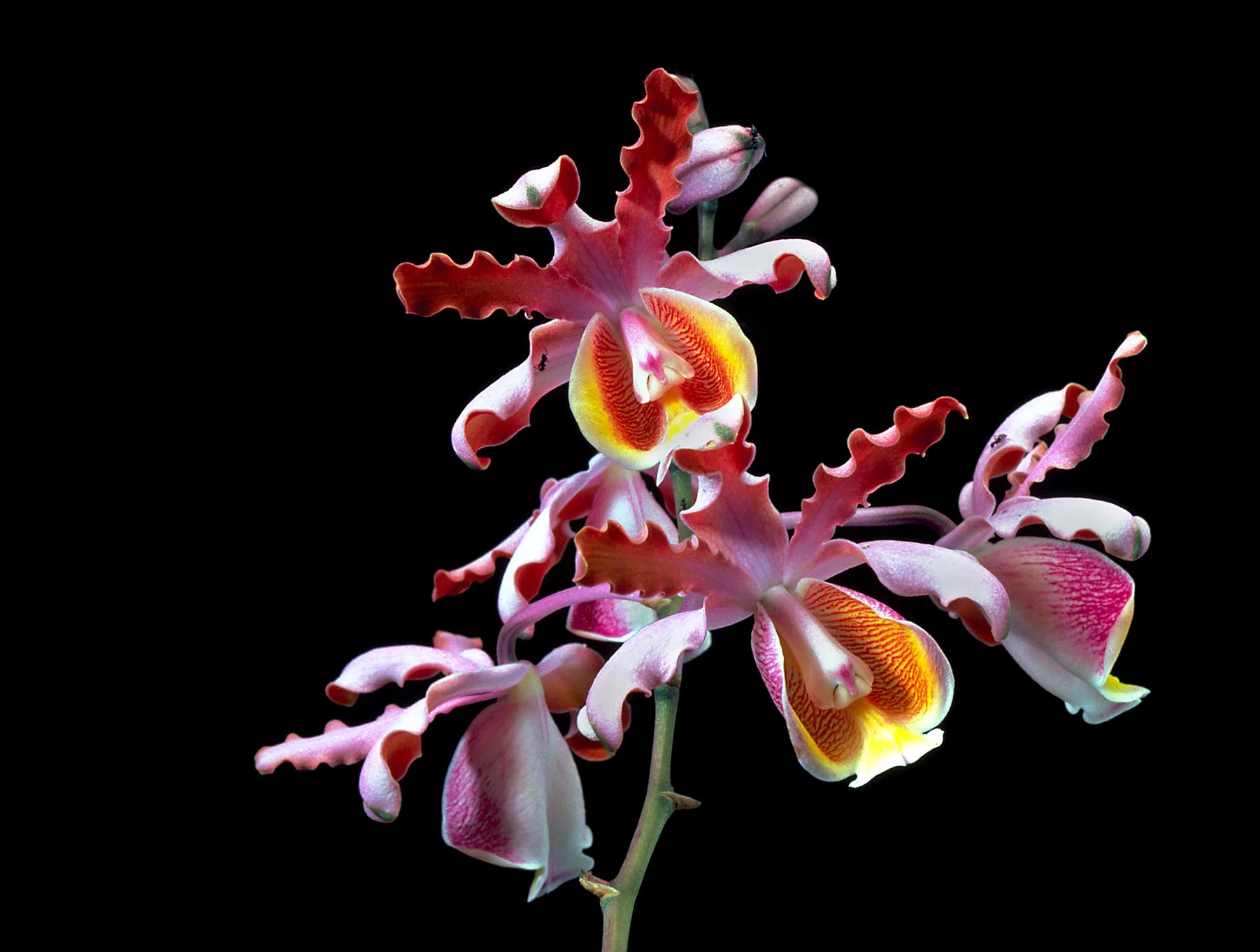 Myrmecophila_grandiflora.jpg
