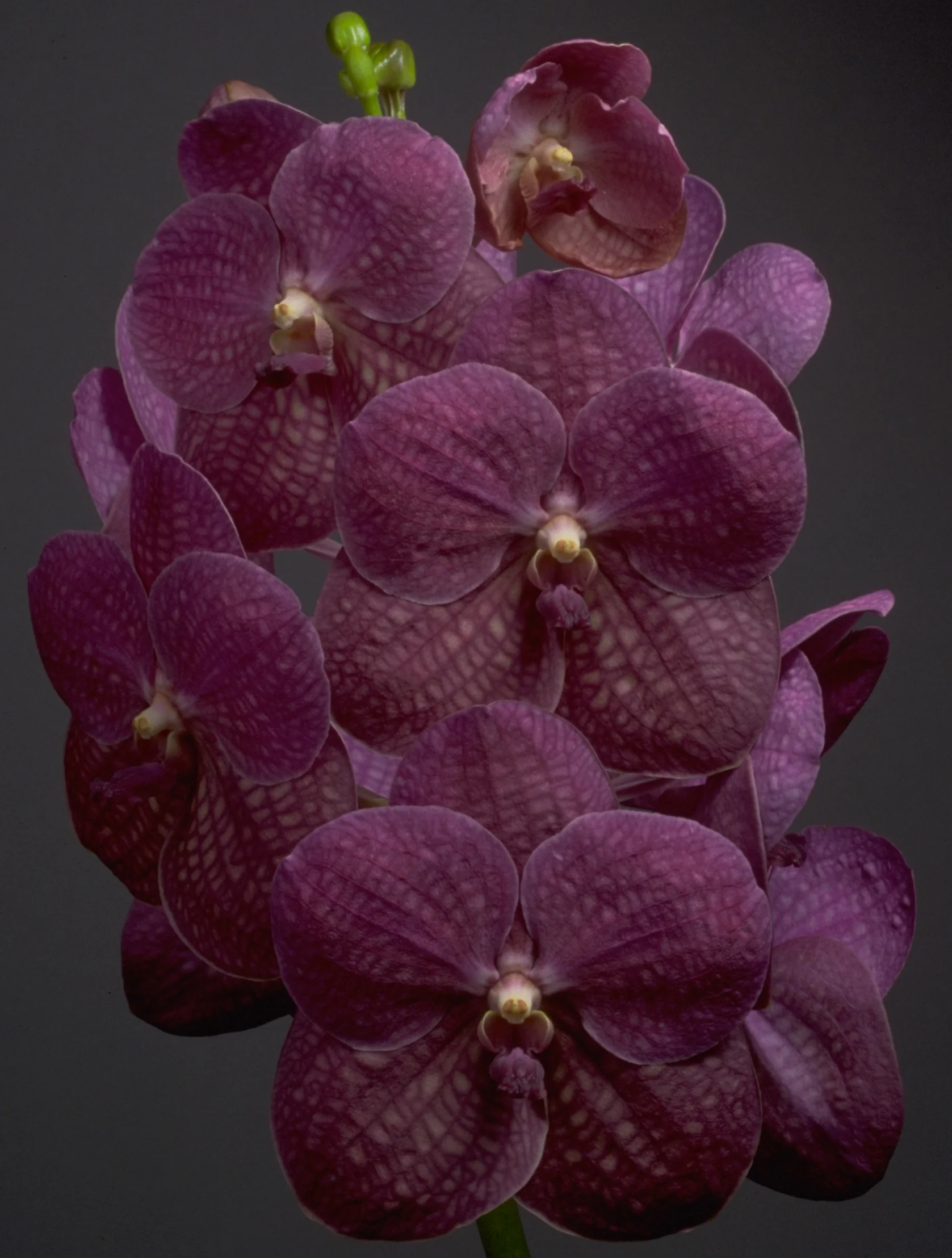 Cold Temperature Tolerance Of Different Orchids Motes Orchids