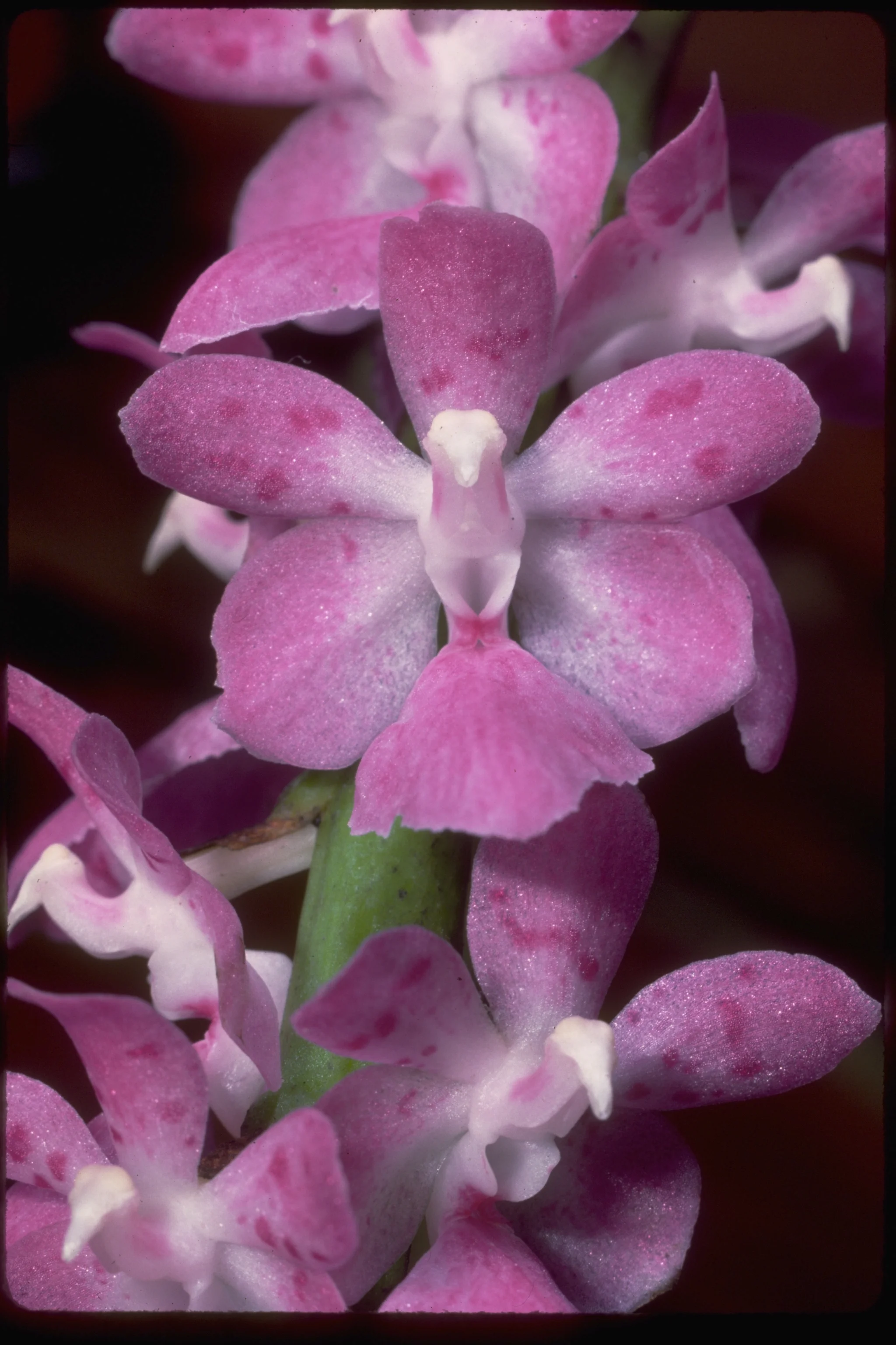 A. multiflora.jpg