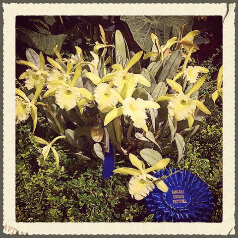 Rhyncholaelia Aristocrat Tamiami International Orchid Festival Grand Champion 2015