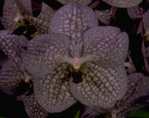 The first in a historic set of articles Dr. Motes wrote in the late 1980s and early 1990s about the history of vanda hybridizing. An interesting perspective on the past of vanda hybridizing--and a preview of what Motes Orchids' breeding program would later accomplish. First published in the American Orchid Society Bulletin. Some of this material was later adapted into Vandas: Their Botany, History and Culture.