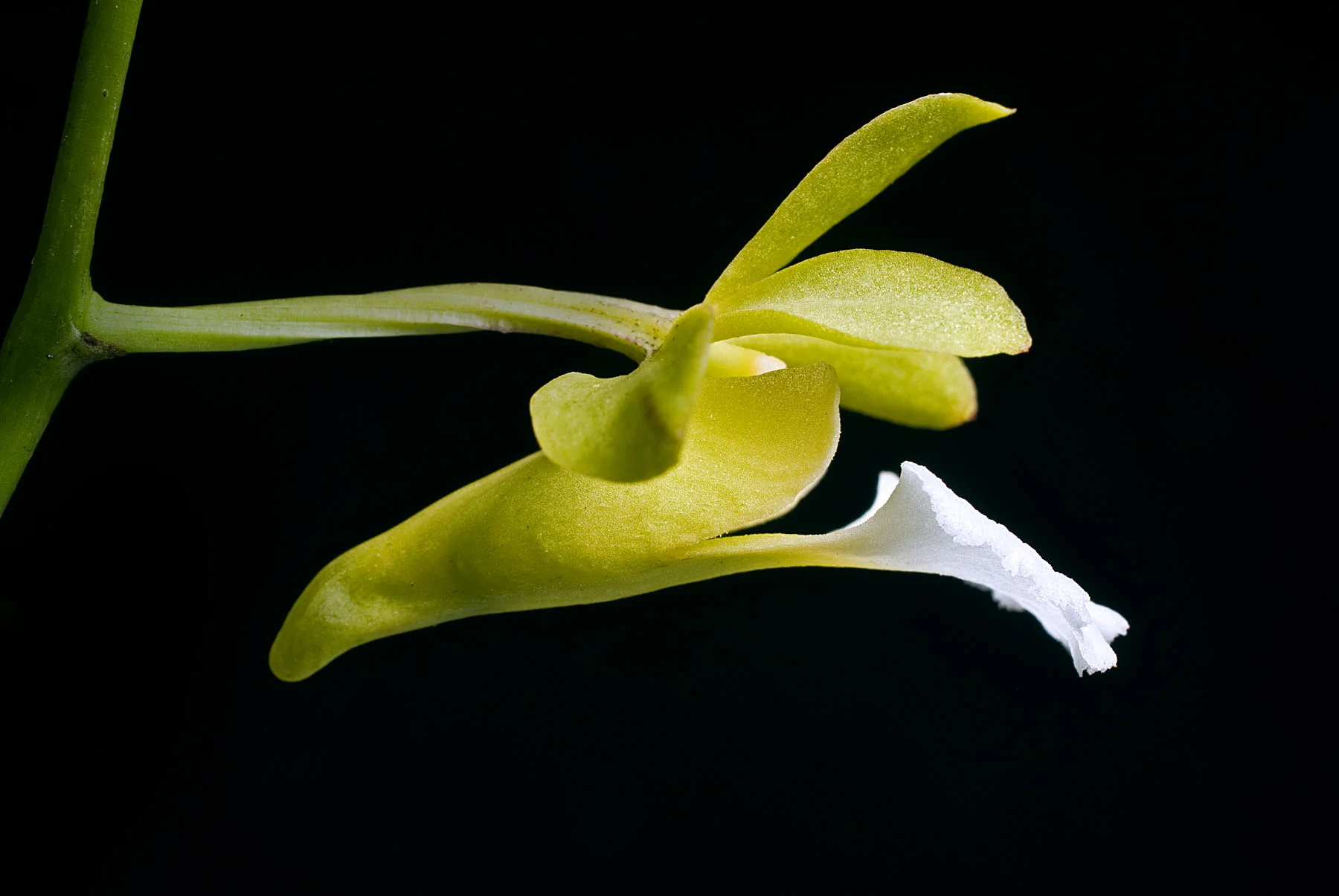 Christensonia_vietnamica-fl=profile--.jpg
