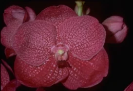 The fourth in a historic set of articles Dr. Motes wrote in the late 1980s and early 1990s about the history of vanda hybridizing. This article focuses on then new pink hybrids . Of particular historical interest is an insert provided by the AOS to air the argument advanced by Dr. David Grove that there was little benefit to experimenting with new bloodlines and species and only "hardy souls" would persist. Luckily Dr. Motes ignored that piece of advice! Some of this material was later adapted into Vandas: Their Botany, History and Culture.