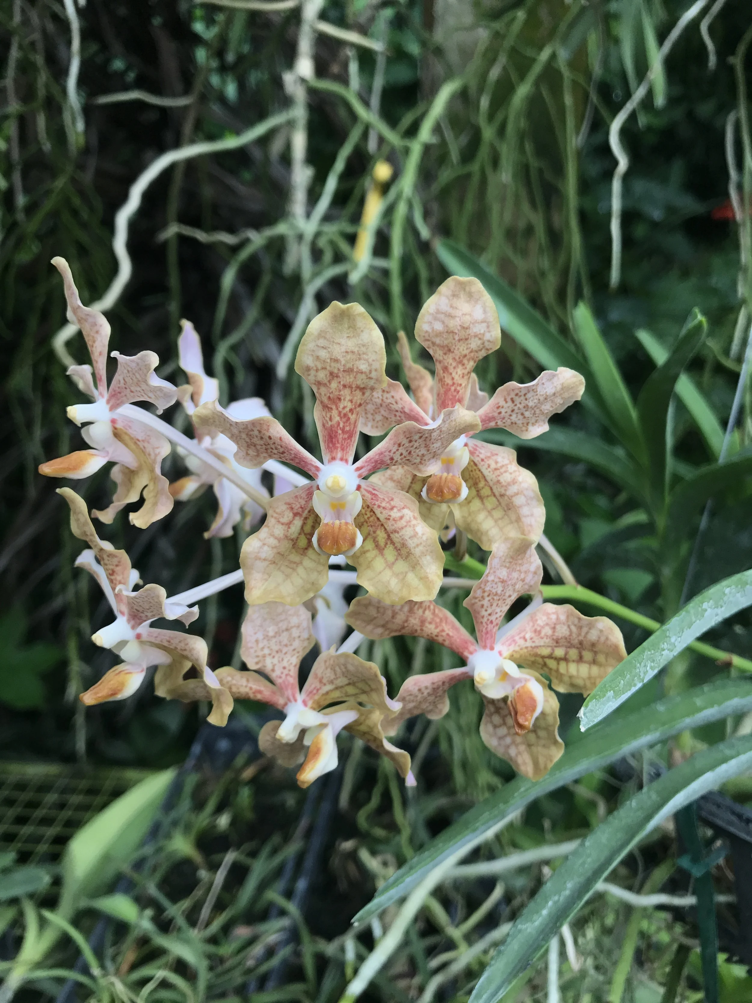 V. Motes Sunlit x V. tessellata (proposed V. Nancy Bloomfield).jpg