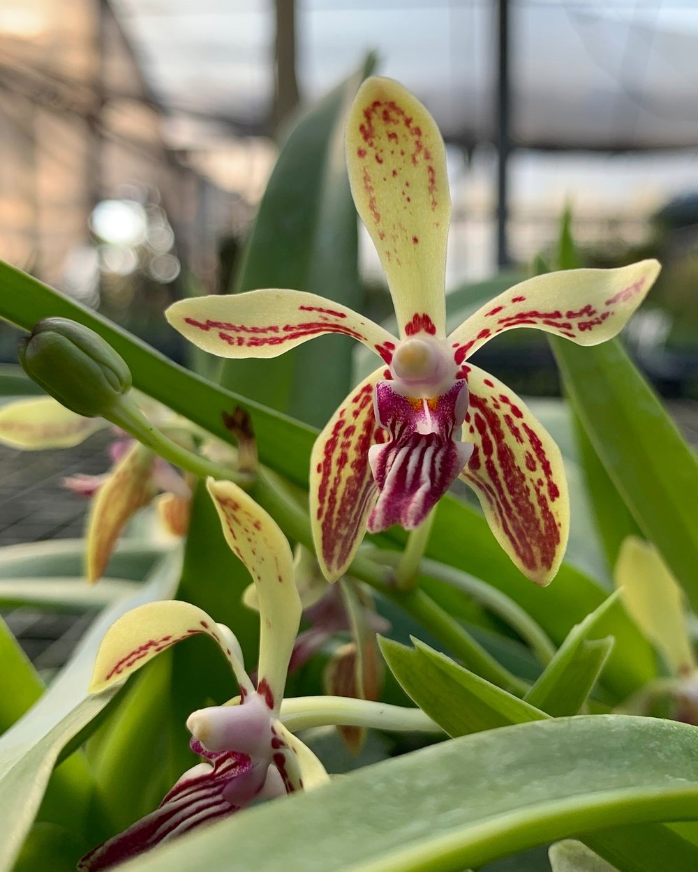 Vanda Ho Kin Ng 伍浩堅 V Cristata X V Lamellata Var Remediosa 20 Motes Orchids