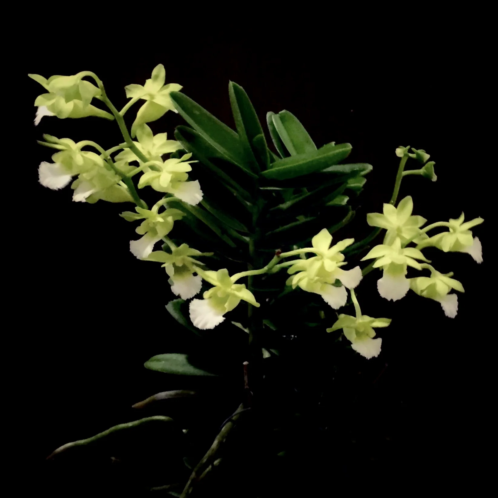 Vanda vietnamica_Emrys Chew.jpg