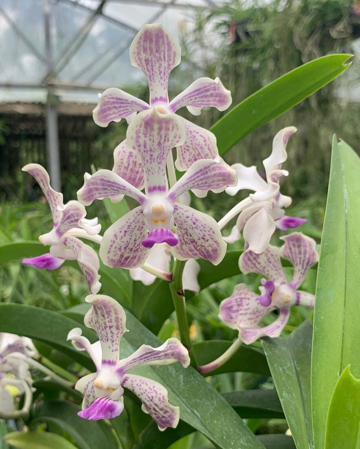 Vanda Pink Floyd — Motes Orchids