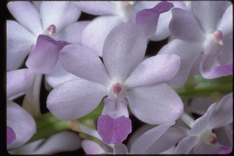 Neostylis Lou Sneary.jpg