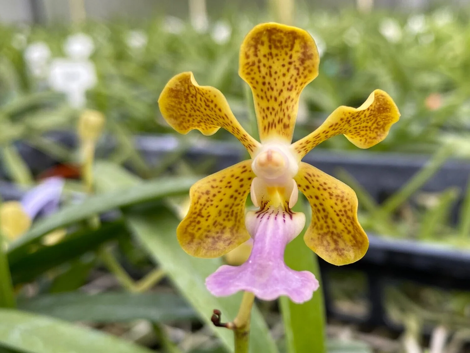 Vanda Frank Smith (V. Truman Motes x V. curvifolia) (2019) — Motes 