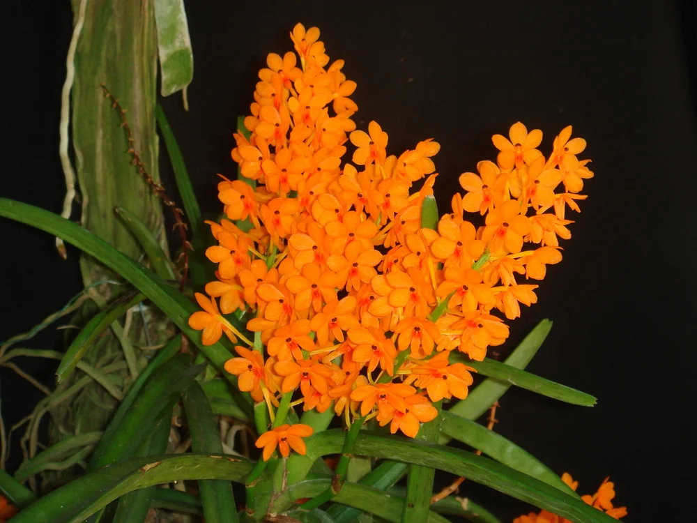 Articles — Motes Orchids