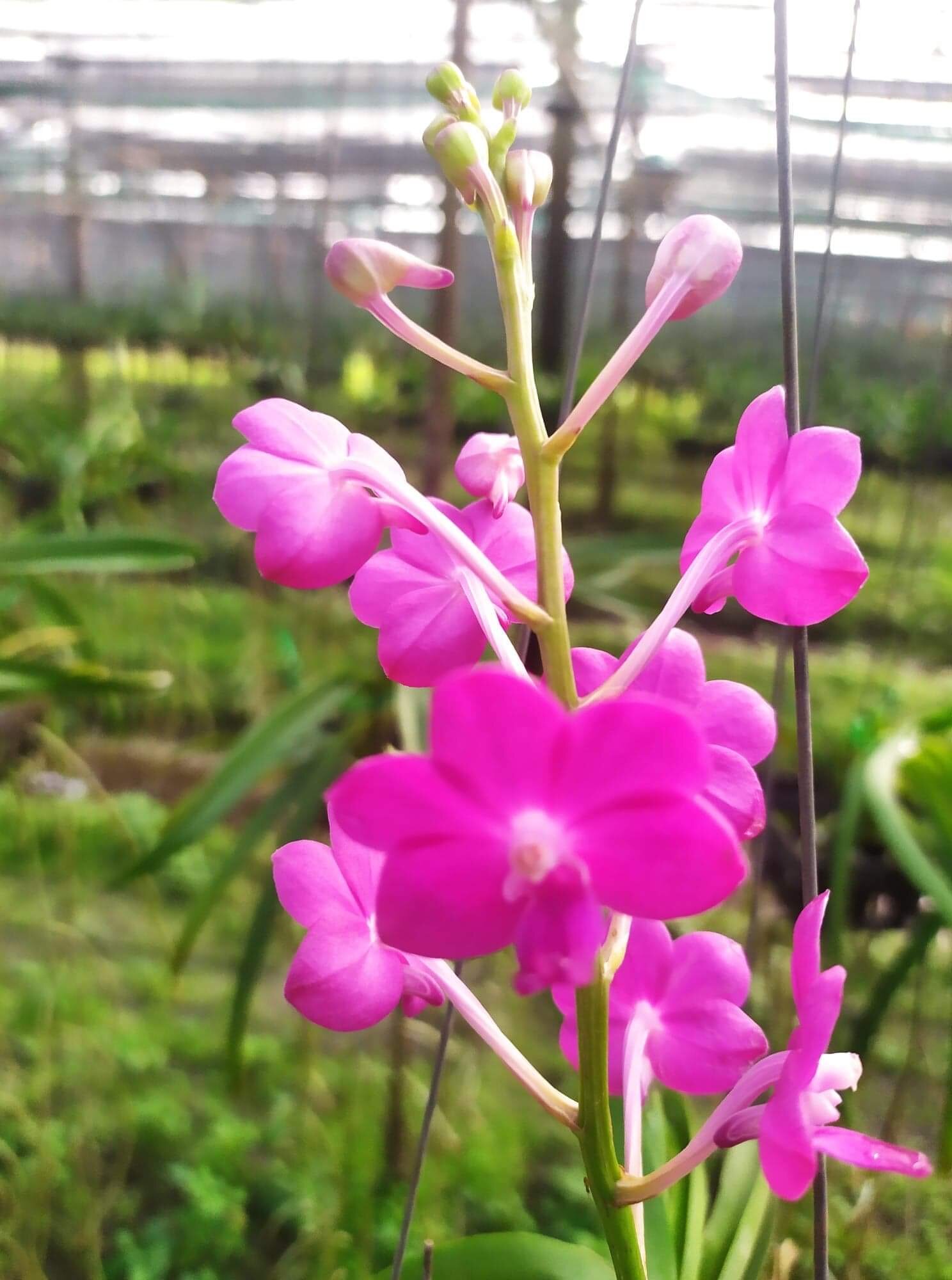 Imports Motes Orchids