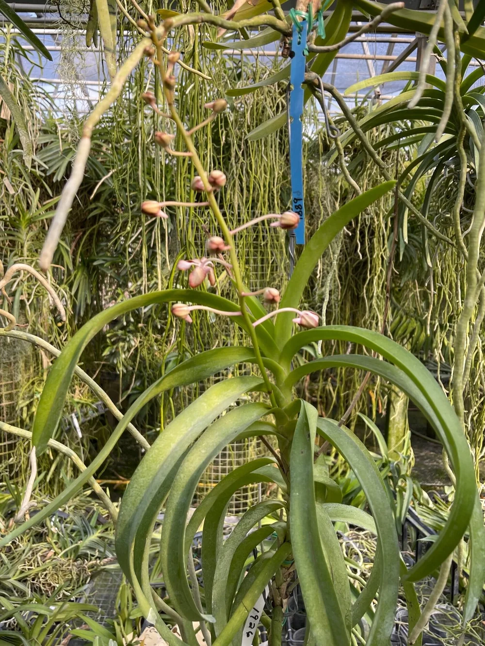 Vanda Philippe Christophe (Vanda liouvillei × Vanda perplexa