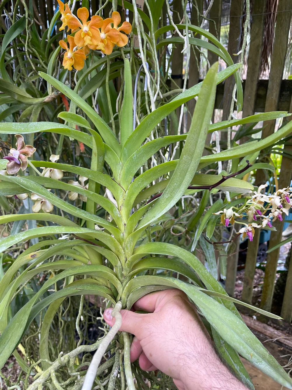 Vanda Susan Jean McKenzie-Ebanks (V. tessellata x V. hindsii