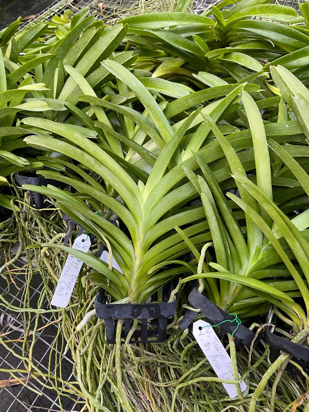 Vanda Tokyo Blue x Vanda Dr. Anek — Motes Orchids