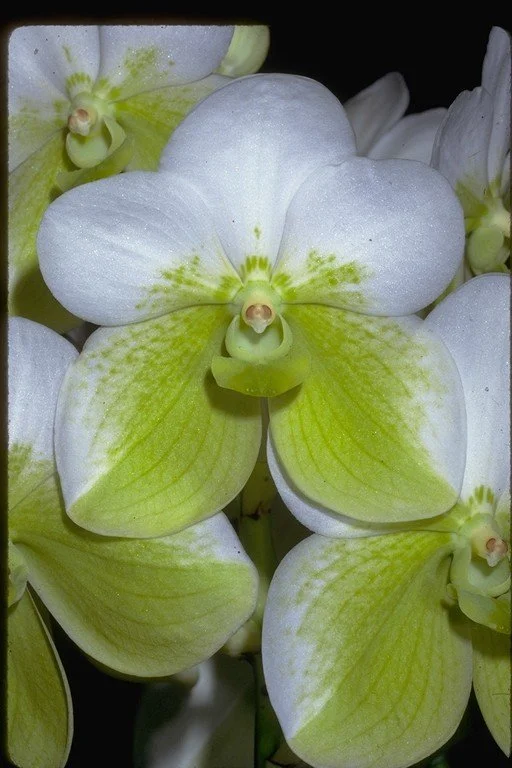 V. sanderiana 'alba'