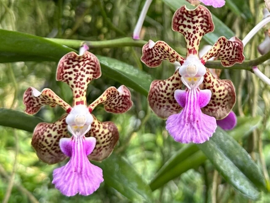Vanda Lucia Isabella Motes (V. suavis x V. insignis) (1846