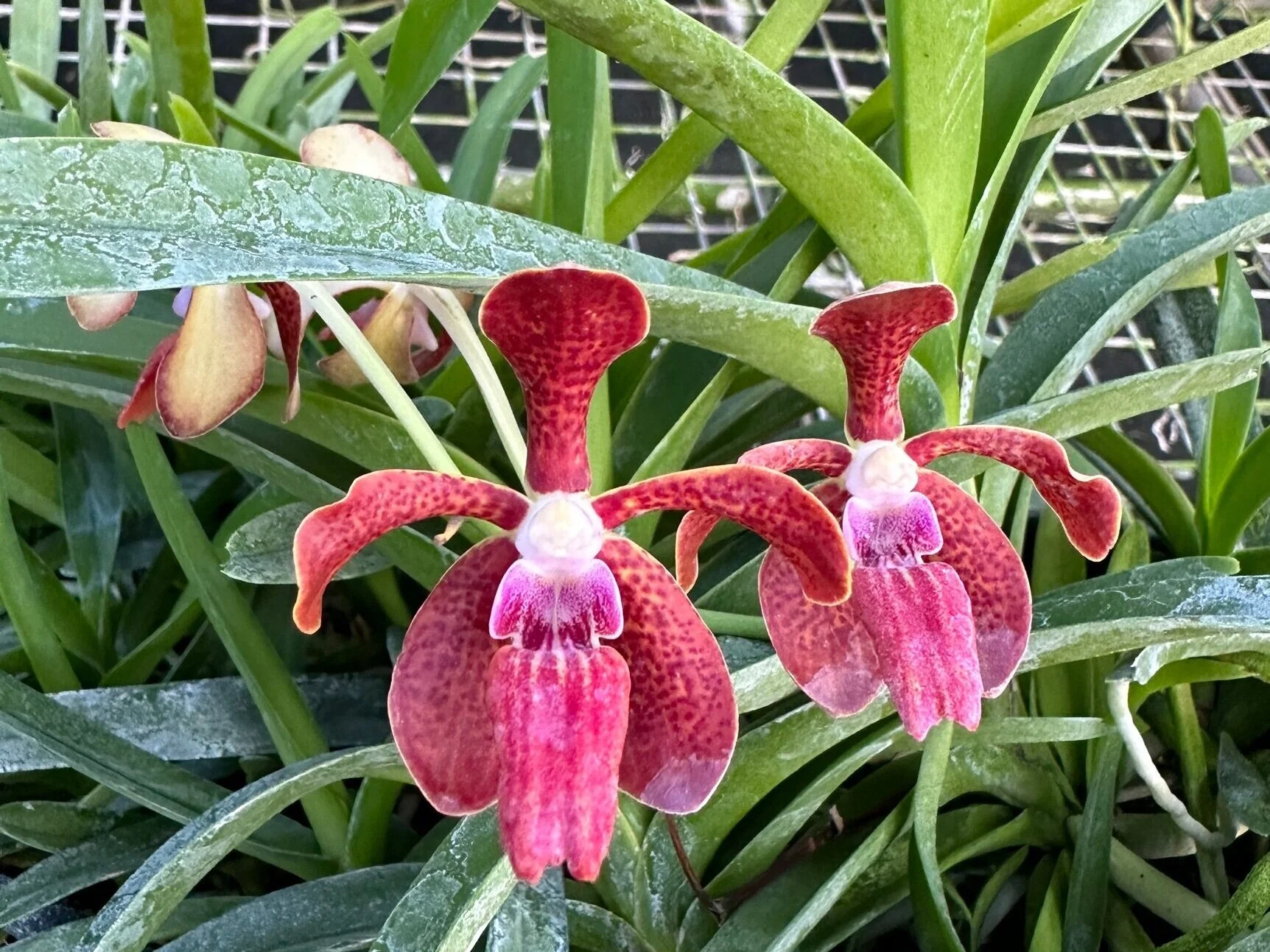 Vanda Motes Newtonian