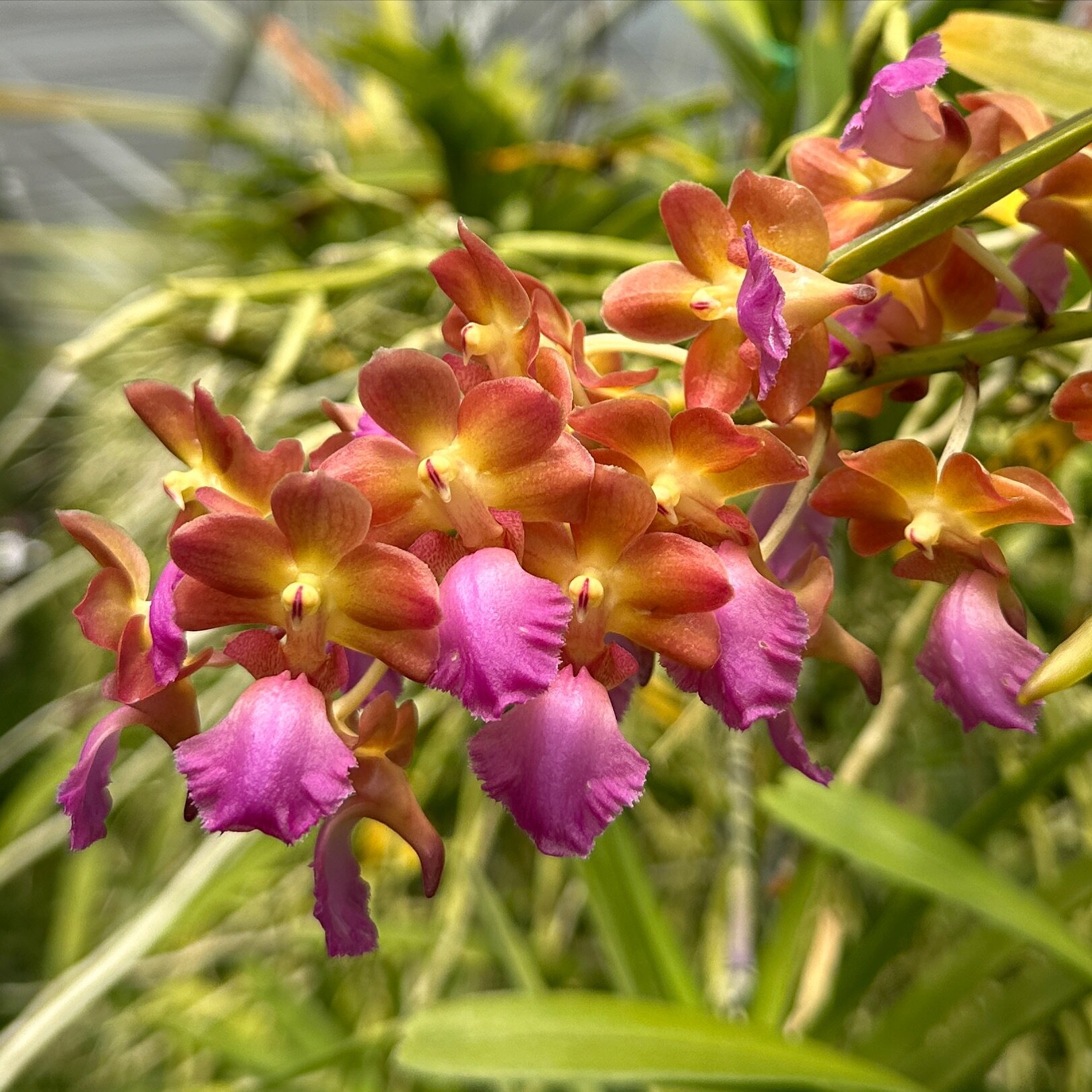 2739 Perr. Bangkok Sunset (Aer. houlletiana #1 x Van. Thai Noi)

Another great remake. Super yummy. 

Want to help us grow? Click &ldquo;follow&rdquo; then share the posts that make you go wow! Thanks!

.
.
.
.
#motesorchids
#FloridaOrchidGrowing #or