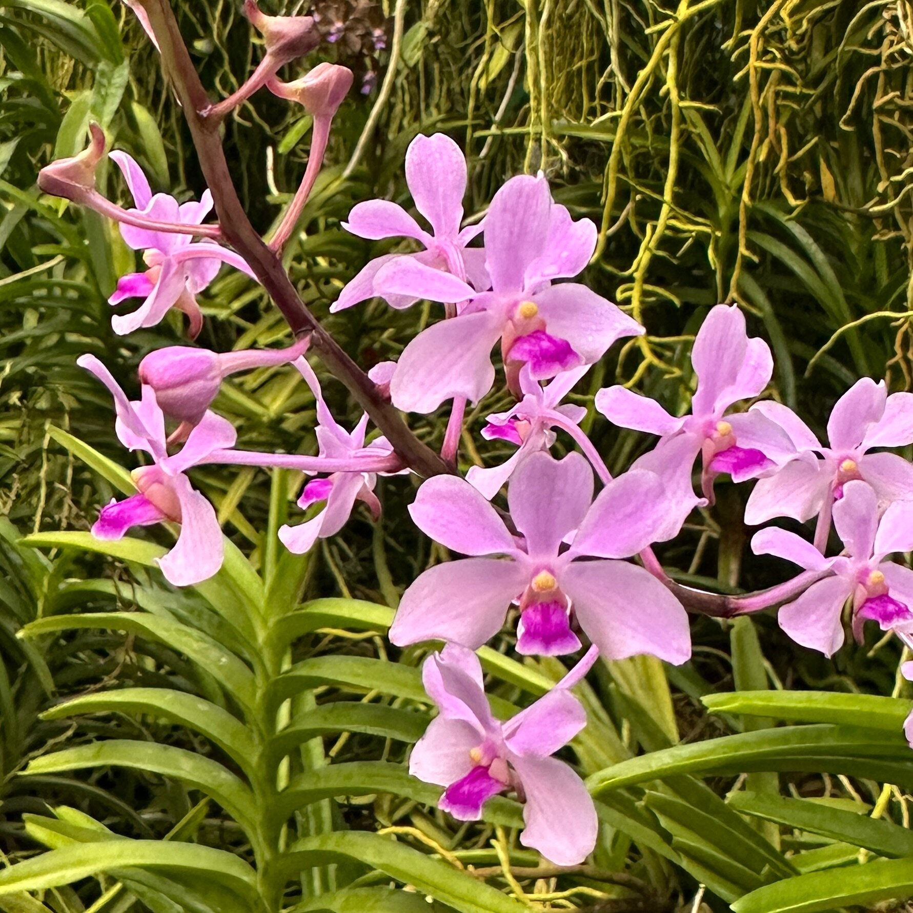Vanda coerulescens f2 (2686), beautiful line bred pink coerulescens available now. Visit MotesOrchids.com (link in bio) for this and other species on sale now. 

Want to help us grow? Click &ldquo;follow&rdquo; then share the posts that make you go w