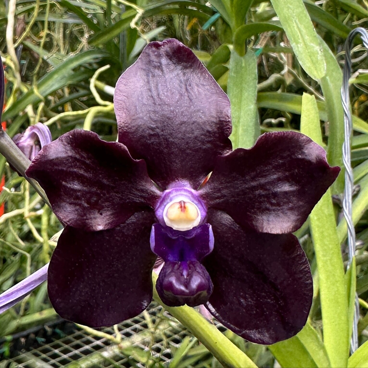 Vanda Motes X-25, a second generation project blackout hybrid. First bloom from this grex. What do you think?

Want to help us grow? Click &ldquo;follow&rdquo; then share the posts that make you go wow! Thanks!

.
.
.
.
#motesorchids
#FloridaOrchidGr