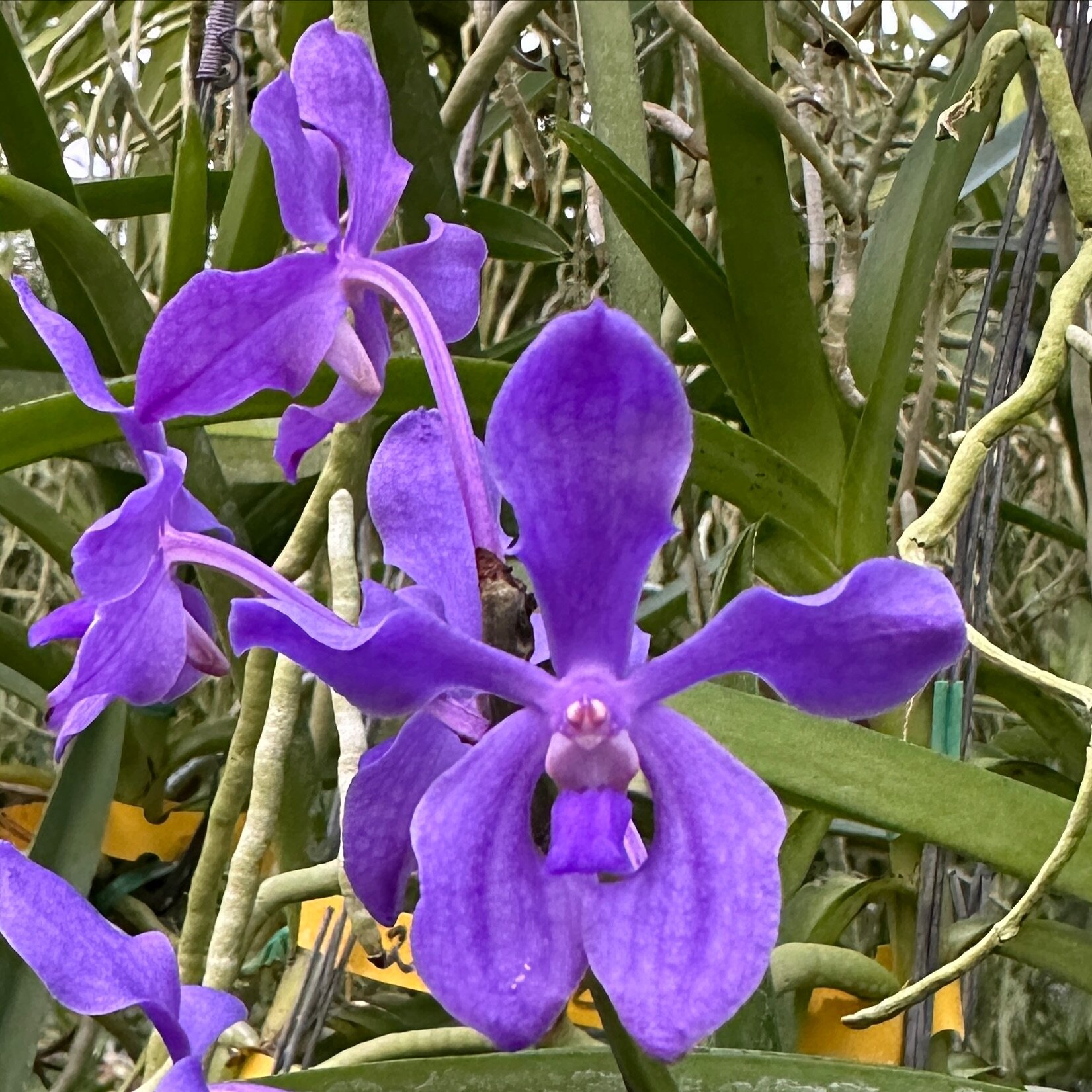 Vanda Horned Frog x Vanda Motes Blue Yonder (2886), a gorgeous purple available now. 

Want to help us grow? Click &ldquo;follow&rdquo; then share the posts that make you go wow! Thanks!

.
.
.
.
#motesorchids
#FloridaOrchidGrowing #orchids #orchid #