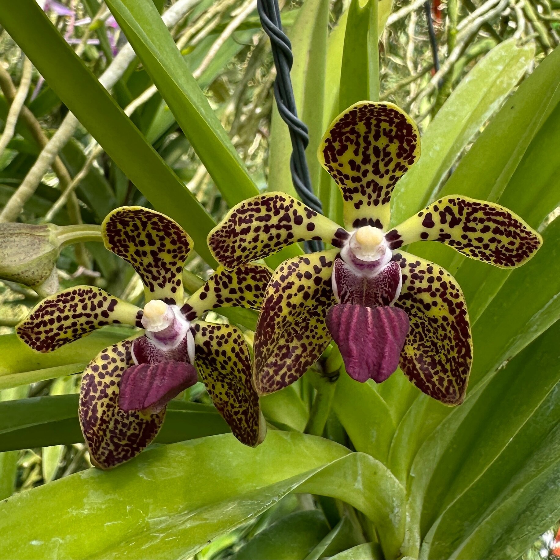 Pda. (Vanda) Amy G. Creekmur &lsquo;Purple Spots&rsquo; x Vanda cristata (2906), gorgeous super compact bloomer. Fragrant. Available now. 

Want to help us grow? Click &ldquo;follow&rdquo; then share the posts that make you go wow! Thanks!

.
.
.
.
#