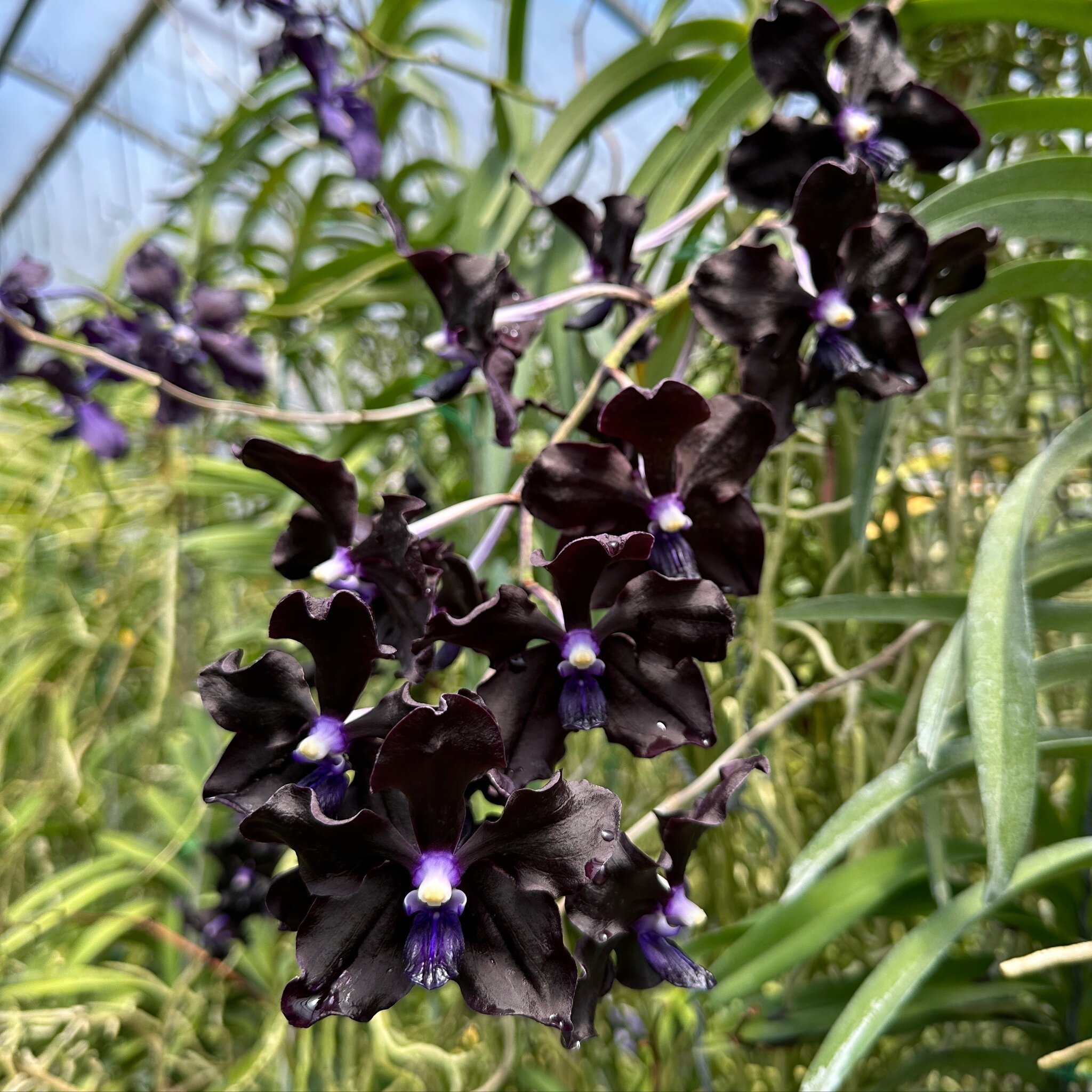 Vanda Motes X-7, thirteen ways of looking at a flower spike with thirteen flowers on the stem. 

Want to help us grow? Click &ldquo;follow&rdquo; then share the posts that make you go wow! Thanks!

.
.
.
.
#motesorchids
#FloridaOrchidGrowing #orchids