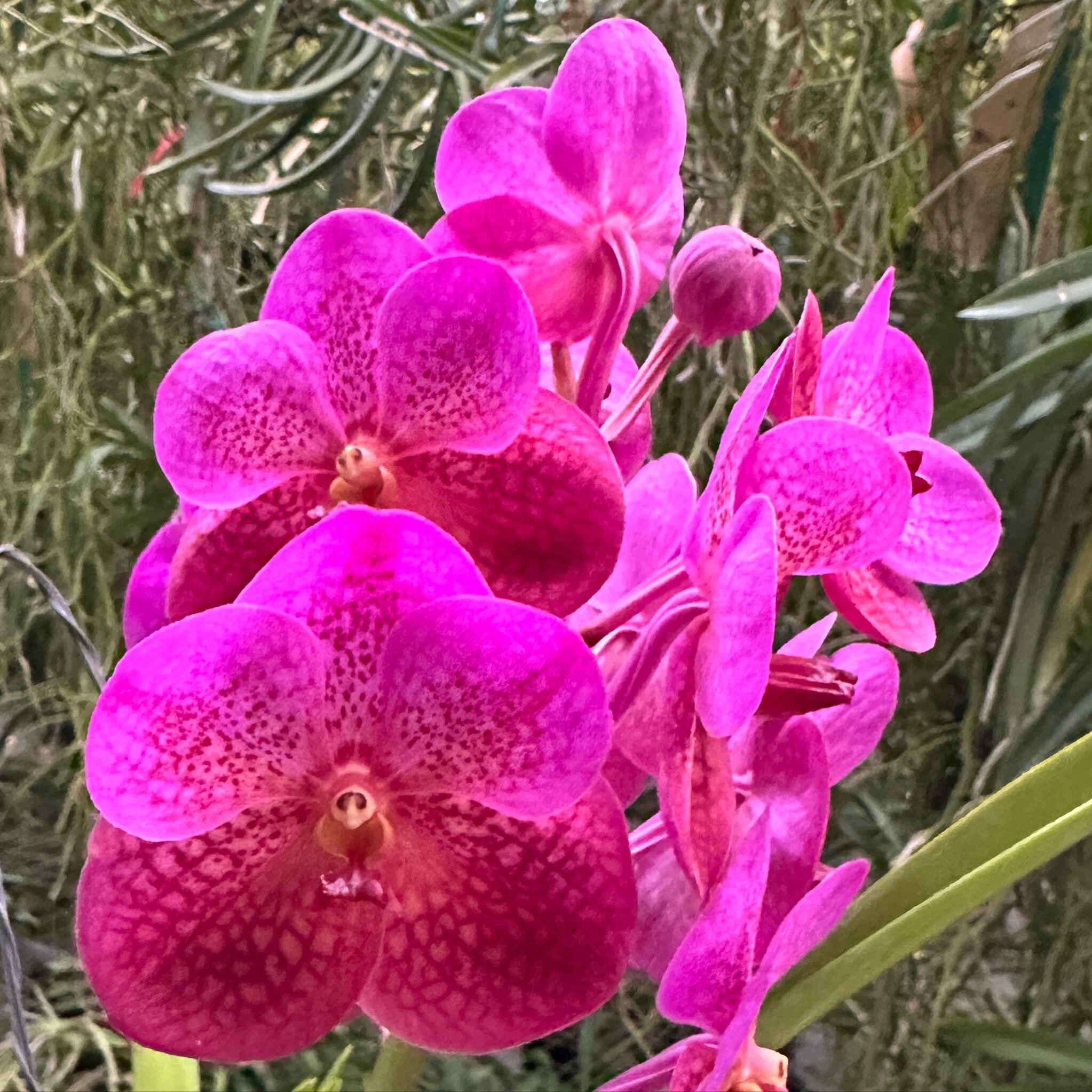 Vanda My EmiLu (1844), a gorgeous pink named for Bart and Karina&rsquo;s beautiful and clever elder daughter. 

Want to help us grow? Click &ldquo;follow&rdquo; then share the posts that make you go wow! Thanks!

.
.
.
.
#motesorchids
#FloridaOrchidG