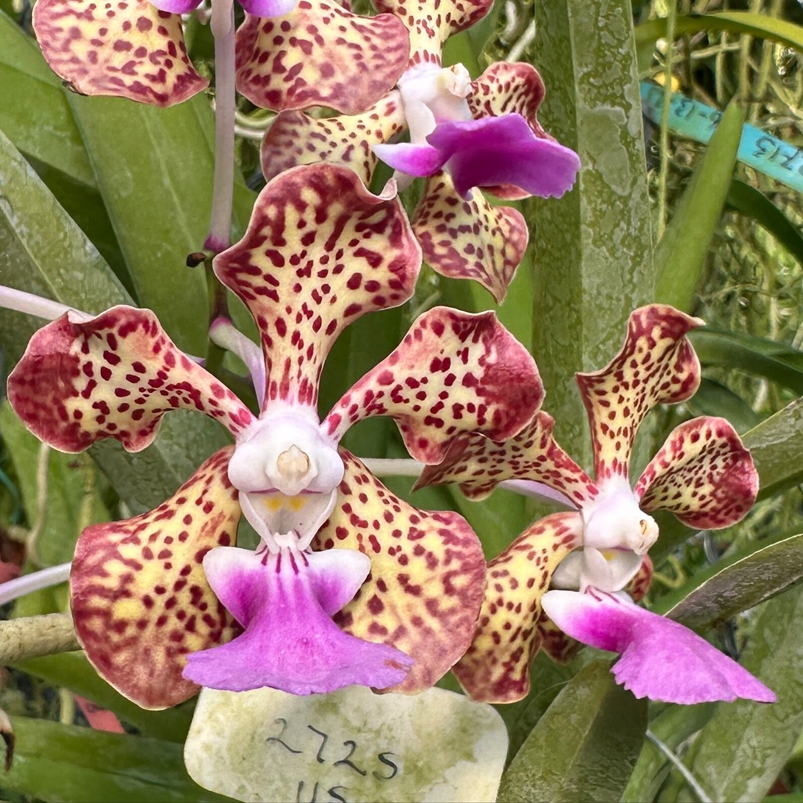 This Vanda Joan Warne x Vanda Motes Ambrosian Discovery (2725) is as good as it gets and they are still buy one get two free (three for one) this weekend. Pretty hard to beat. 

Want to help us grow? Click &ldquo;follow&rdquo; then share the posts th