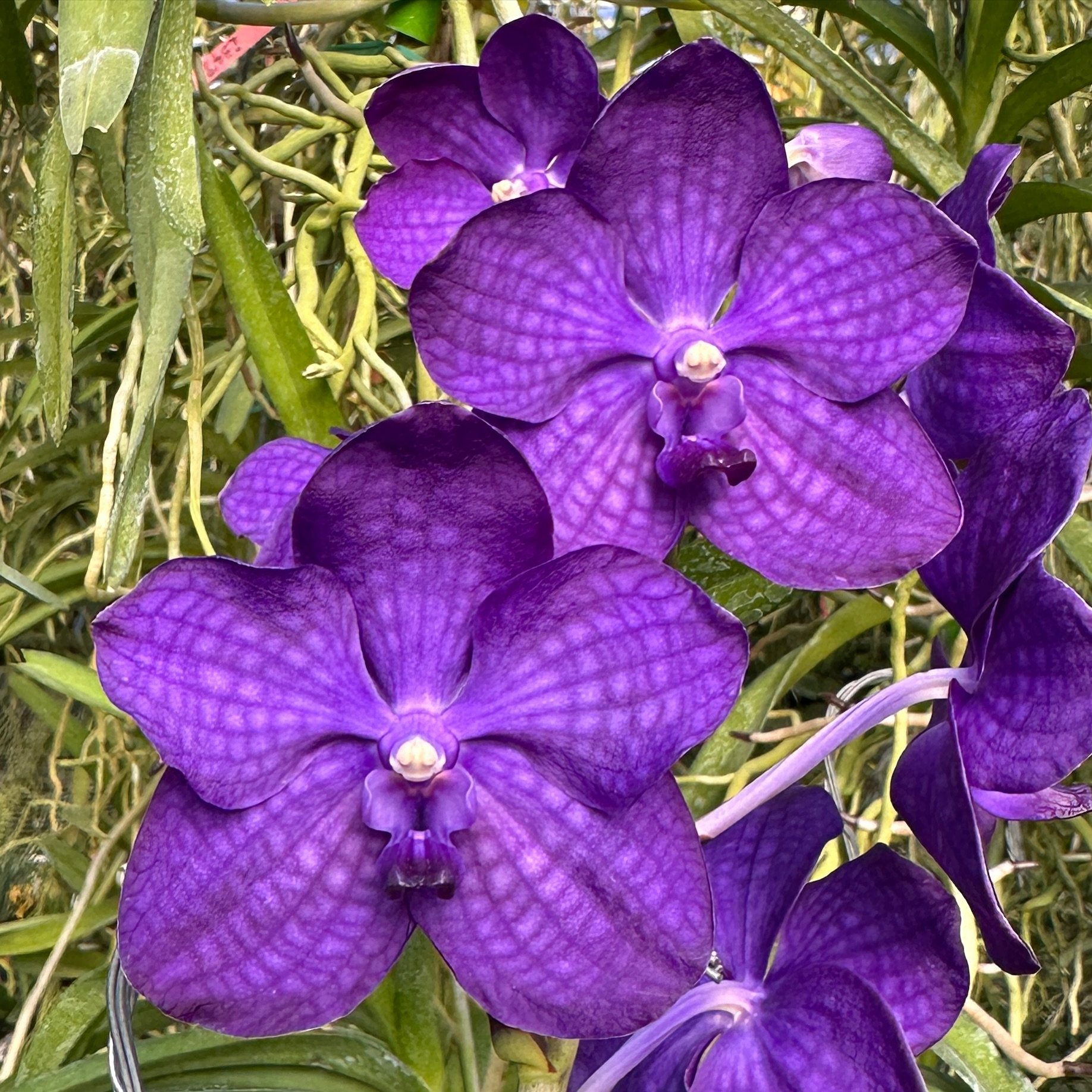 Vanda Violeta x Vanda Elizabeth Taylor (2887), gorgeous purple. How did Vanda Elizabeth Taylor, one of the parents of this beauty get its name? We got a request for a gift for her. We picked a really spectacular plant. This was about thirty years ago