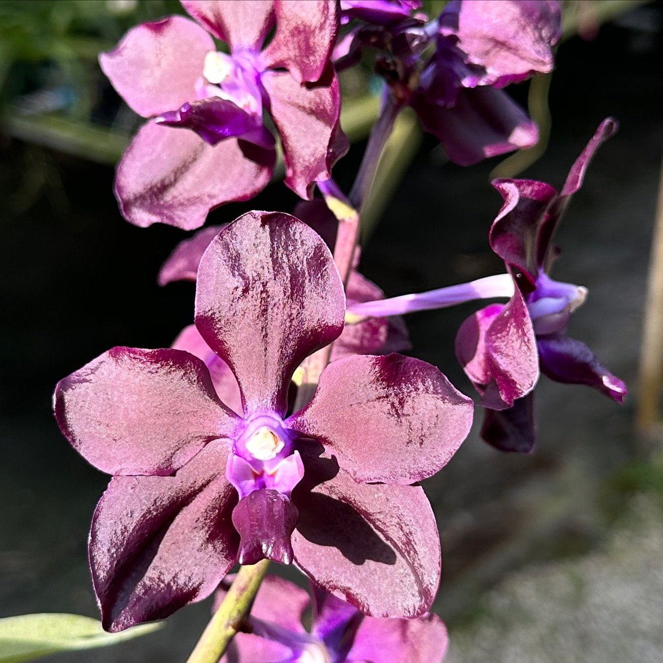 Love the way this x-18 caught the light this morning. 

Want to help us grow? Click &ldquo;follow&rdquo; then share the posts that make you go wow! Thanks!

.
.
.
.
#motesorchids
#FloridaOrchidGrowing #orchids #orchid #vanda #orchidoftheday #orchidpe
