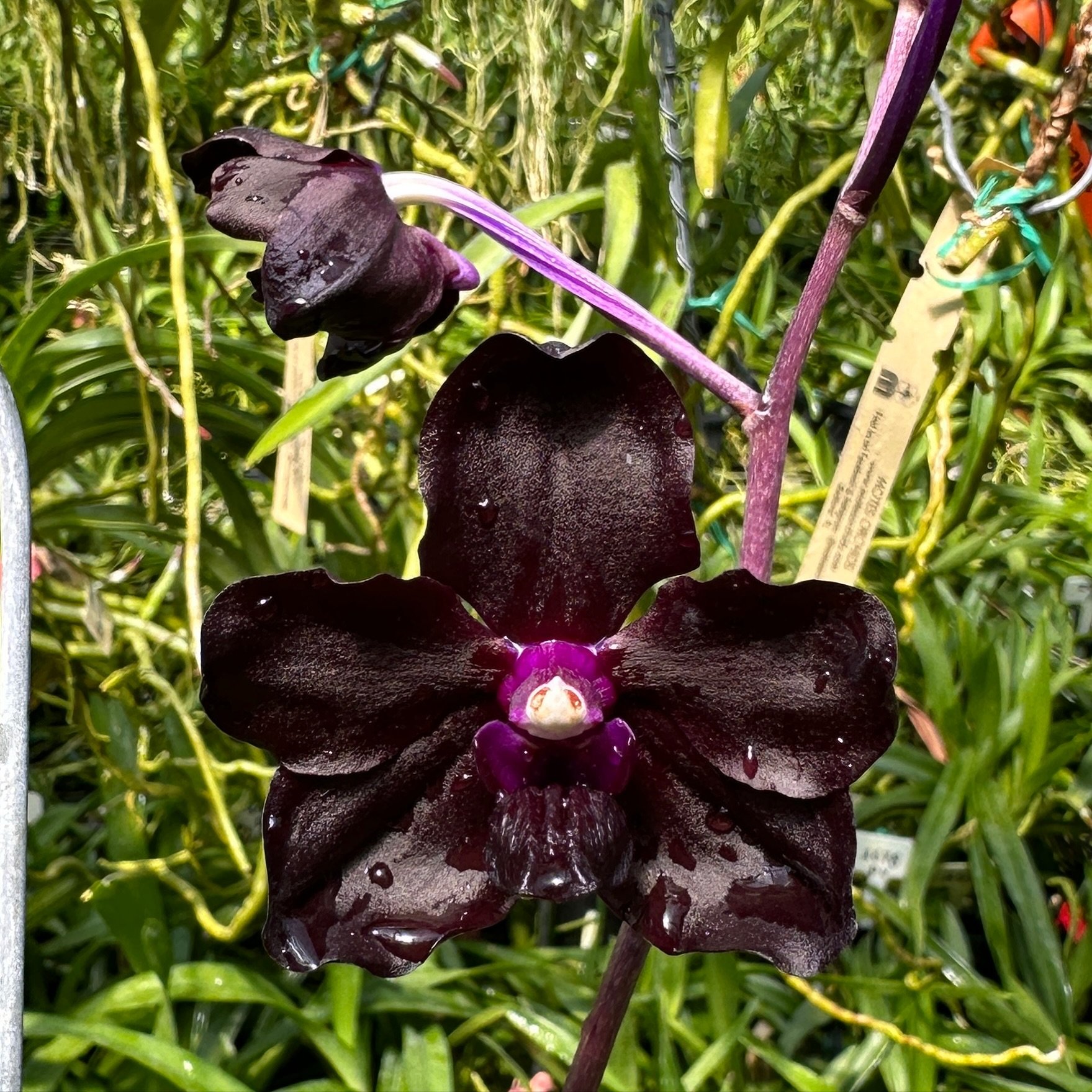 Motes X-12

Want to help us grow? Click &ldquo;follow&rdquo; then share the posts that make you go wow! Thanks!
.
.
.
.
.
#motesorchids
#FloridaOrchidGrowing #orchids #orchid #vanda #orchidoftheday #orchidpeople #orchidshare #orchidworld
#IGorchids #