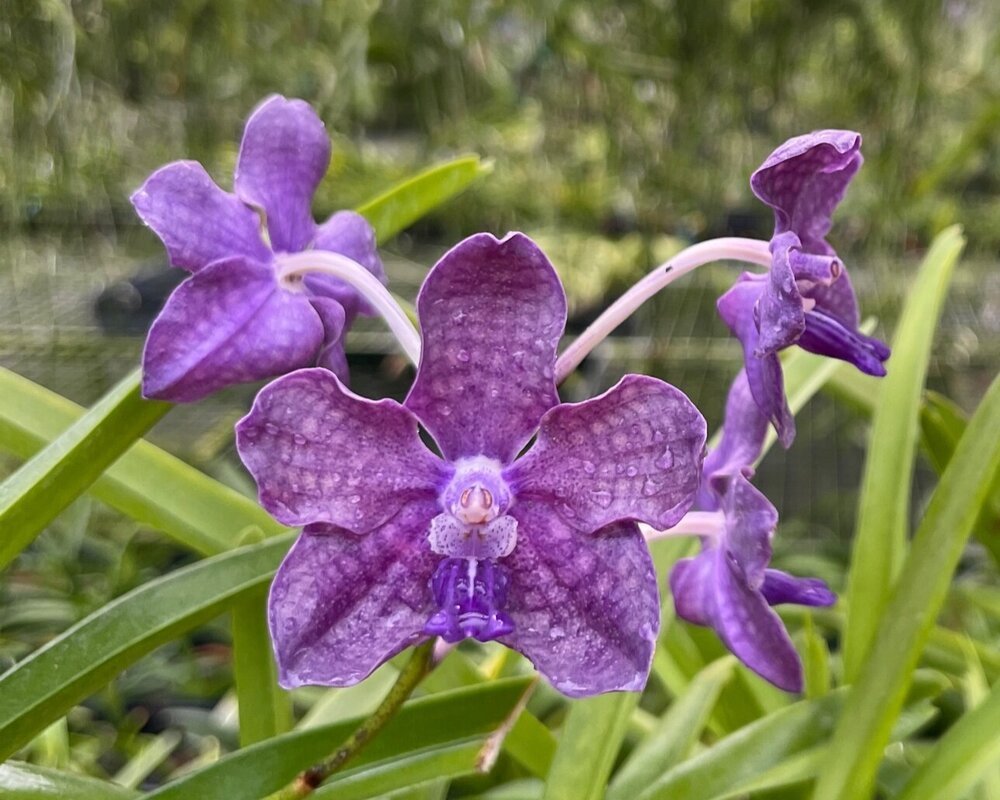 Get an exceptional Motes purple in bloom plus two more plants included for just $90 + s&amp;h. It's quite a deal and only for a limited time. Go to the link in our bio and then navigate to the &quot;Featured&quot; tab. Thanks and enjoy!
https://conta