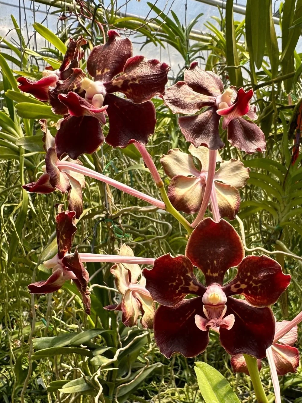 Vanda Motes Smokeshow — Motes Orchids