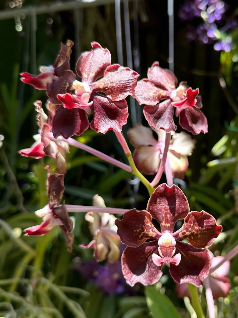 Vanda Motes Smokeshow — Motes Orchids