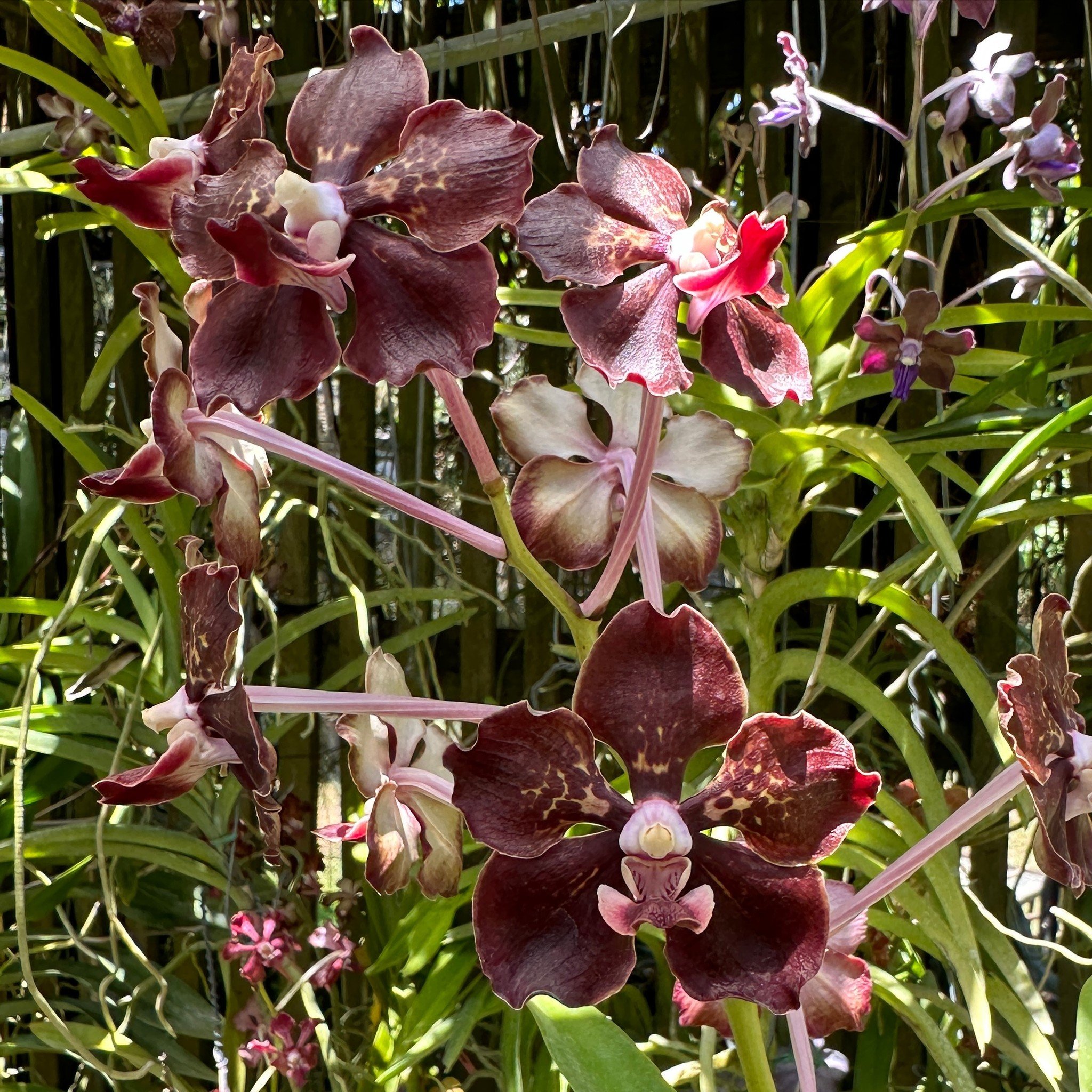 Vanda Motes Hot Mama x Vanda Foxy Lady (2765) Blooming out and robust seedlings available again. Go to the seedling section on our website www.motesorchids.com (link in bio). 

 Want to help us grow? Click &ldquo;follow&rdquo; then share the posts th