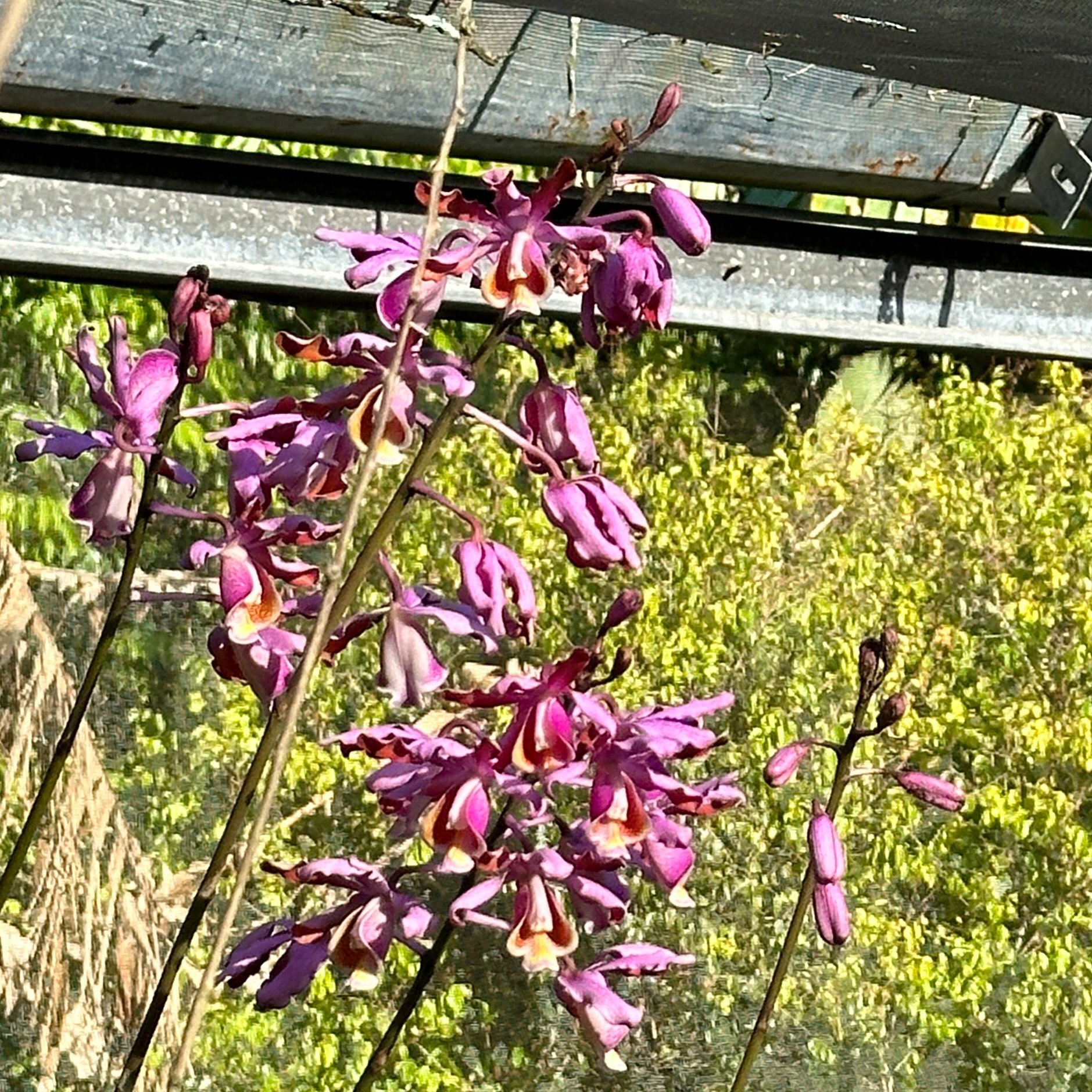 These guys are Myrmecro-feeling themselves this morning! All Redland ready! We&rsquo;ll see you in a couple weeks. Get your tickets today at RedlandOrchidFestival.com OOF typing so hard! Ok&mdash;navigate to @orchidfestival and while you&rsquo;re the