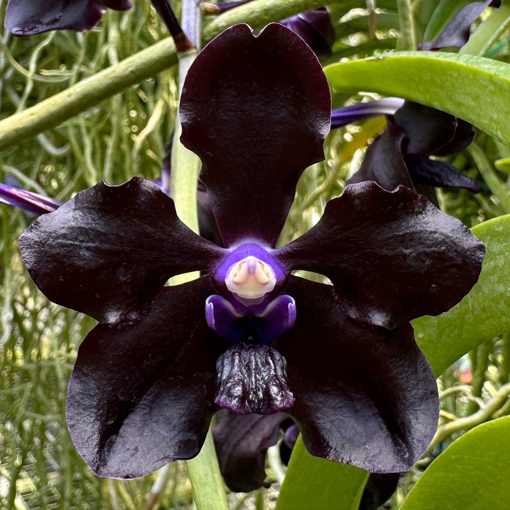 Vanda Motes x-29, third generation x series hybrid. In bloom today. 

Want to help us grow? Click &ldquo;follow&rdquo; then share the posts that make you go wow! Thanks!
.
.
.
.
.
#motesorchids
#FloridaOrchidGrowing #orchids #orchid #vanda #orchidoft
