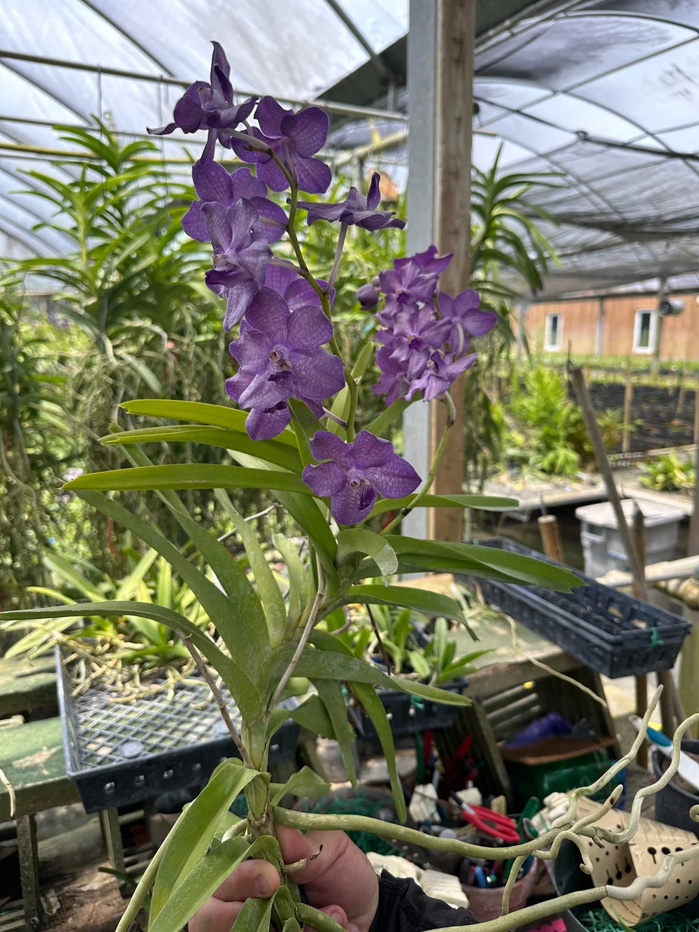 Vanda Motes Nebula (2397) (J17) — Motes Orchids